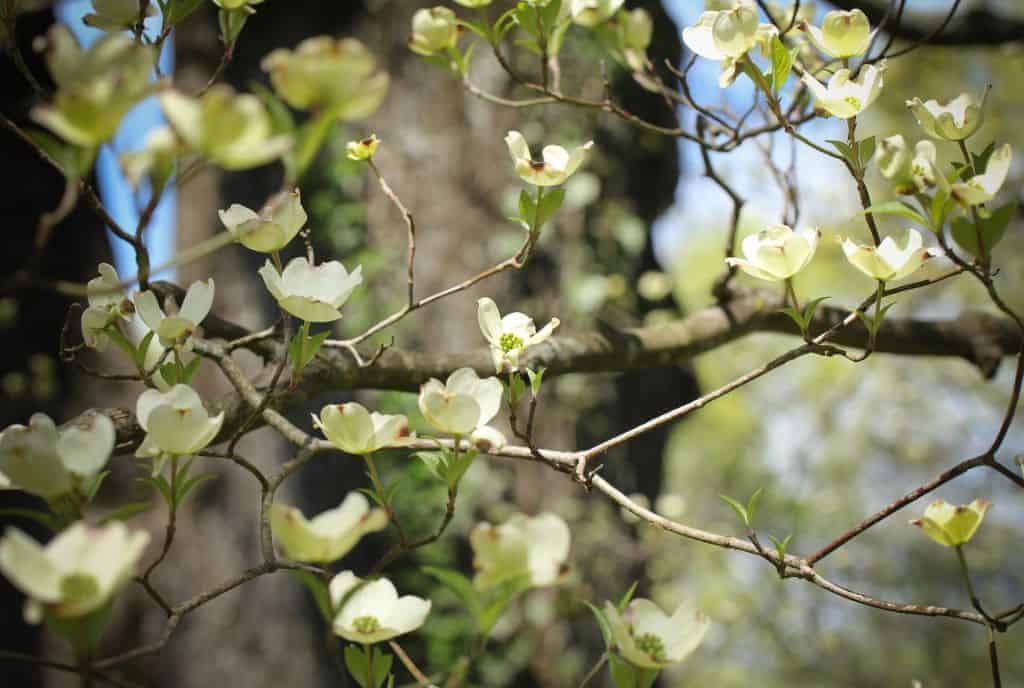 dog wood blossoms, spring