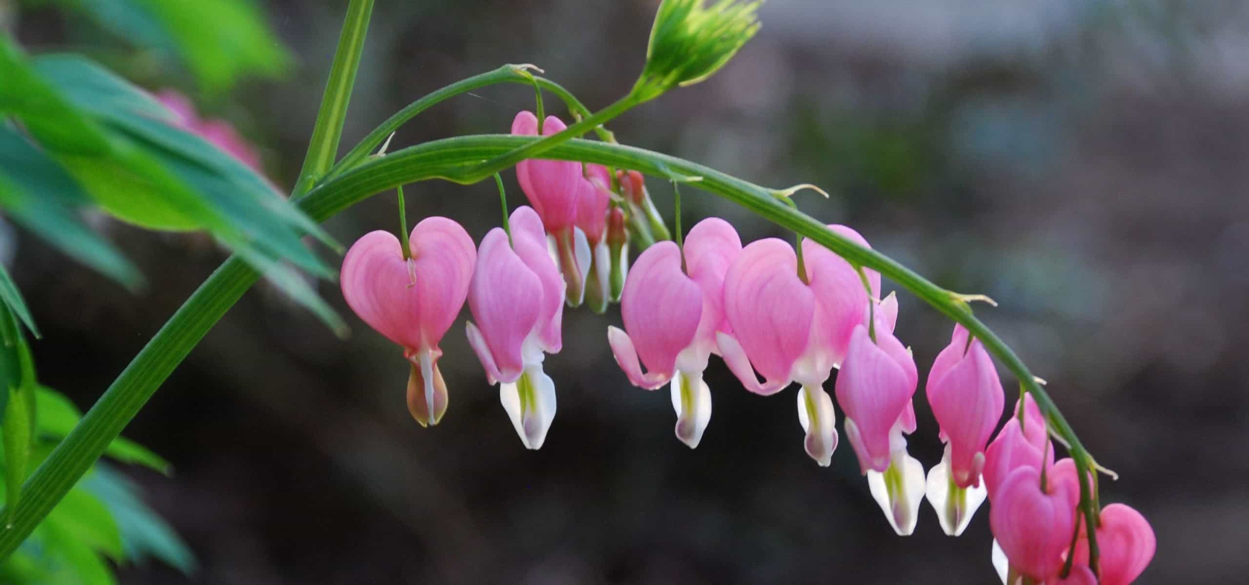 In Memoriam Knox County Master Gardener