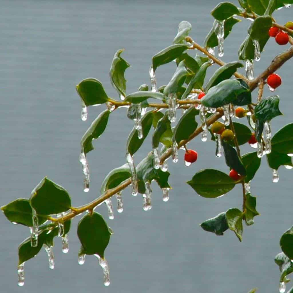 american holly berry with ice, winter, Ilex