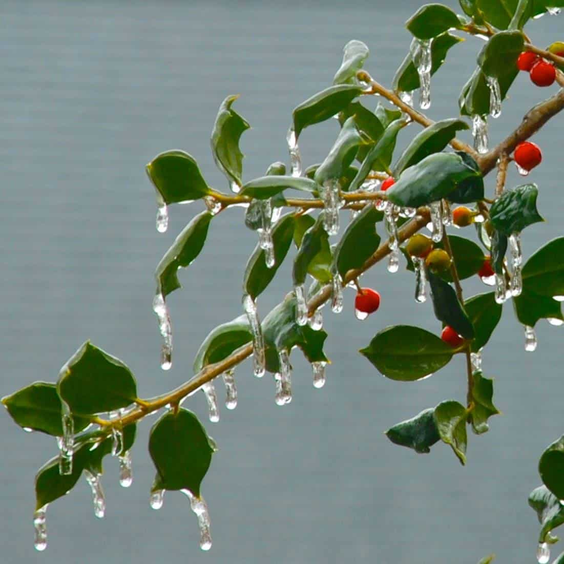 american holly berry with ice, winter, Ilex