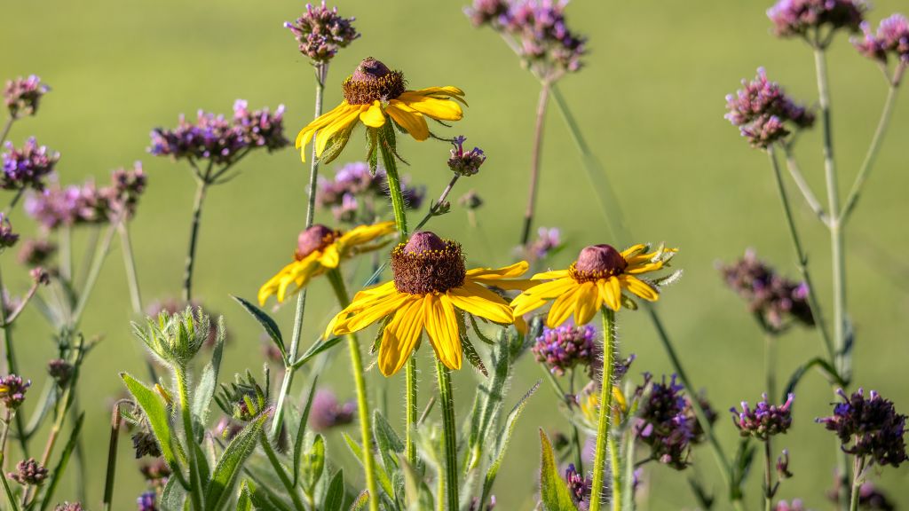 Rudbeckia by Colquitt at UT Gardens