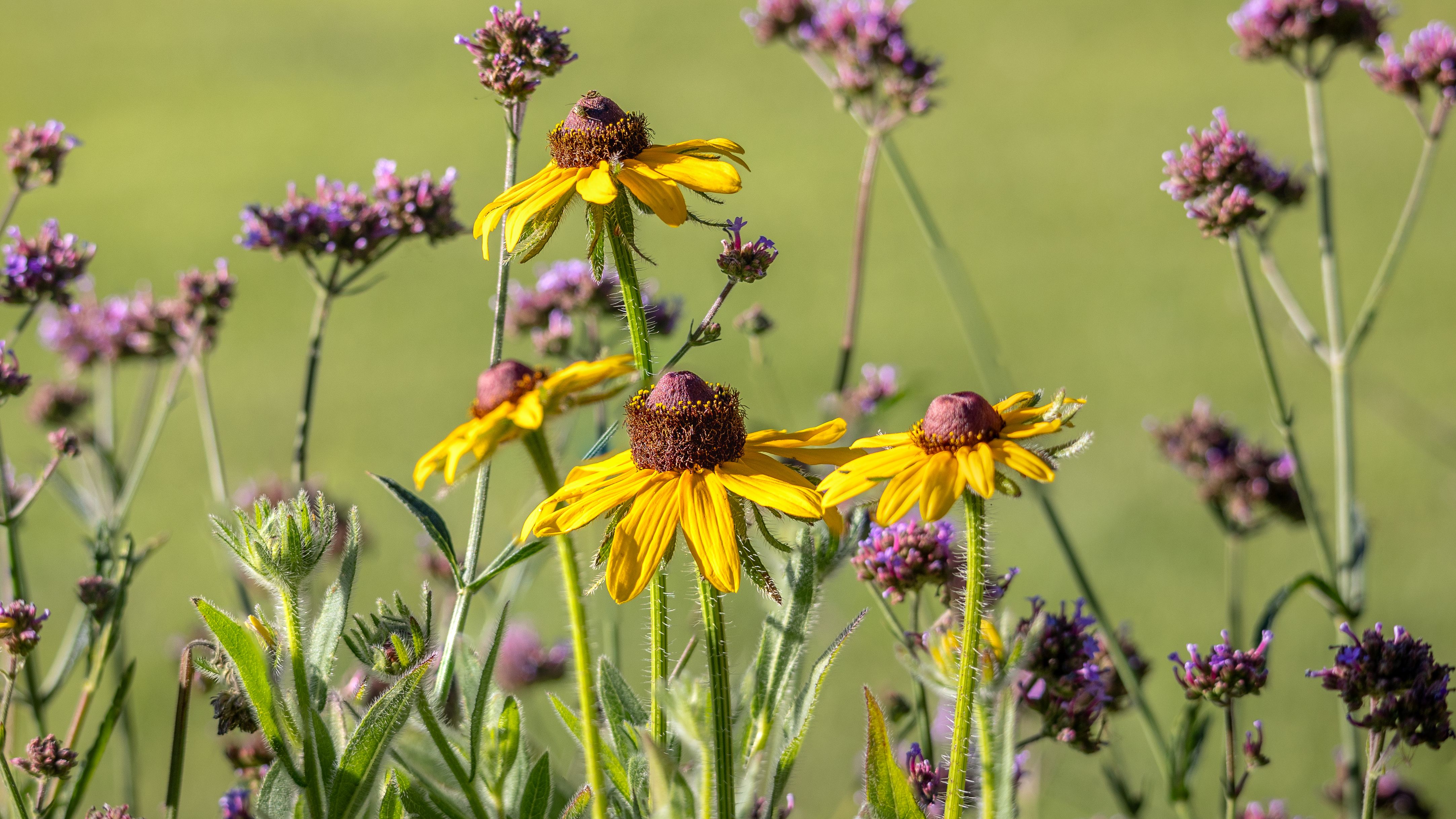 Rudbeckia by Colquitt at UT Gardens