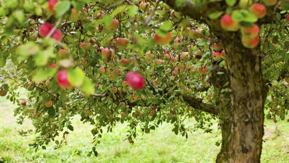 apple tree, prune
