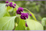 Picture of American Beautyberry