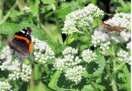 Picture of American Boneset
