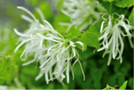 Picture of American Fringe Tree