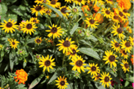 Picture of Black-eyed Susan
