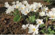 Picture of Bloodroot