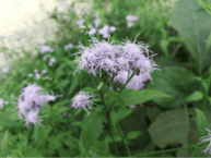 Picture of Blue Mistflower