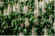 Picture of Bottlebrush Buckeye