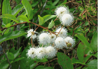 Picture of Button Bush