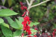 Picture of Cardinal Flower