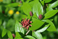 Picture of Carolina Allspice