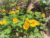 Picture of Celandine Poppy