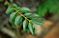 Picture of Chinese Privet