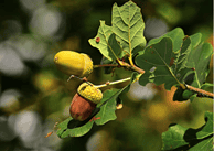 Picture of Chinquapin Oak