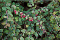 Coralberry