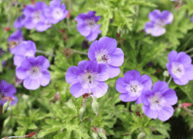 Picture of Cranesbill Geranium