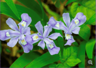 Picture of Dwarf Crested Iris