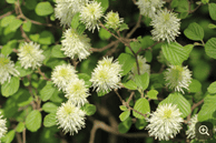 Picture of Dwarf Fothergilla