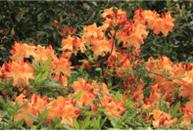 Picture of Florida Azalea