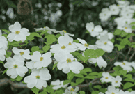 Picture of Flowering Dogwood