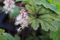 Picture of Foamflower