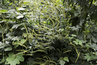 Picture of Giant Ragweed