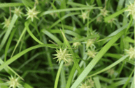 Picture of Gray's Sedge