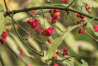 Picture of Heart's-a-bustin