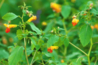 Picture of Jewelweed