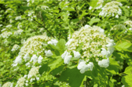 Picture of Maple Leaf Viburnum