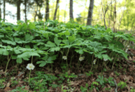 Picture of Mayapple