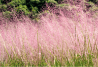 Picture of Muhly Grass