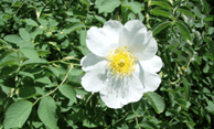 Picture of Multiflora Rose