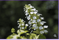 Picture of Oak Leaf Hydrangea