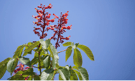 Picture of Red Buckeye