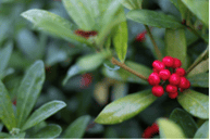 Picture of Red Chokeberry