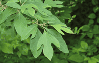 Picture of Sassafras