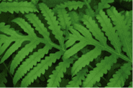 Picture of Sensitive Fern