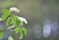 Photo of Silky Dogwood