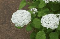 Picture of Smooth Hydrangea