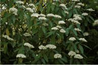 Picture of Smooth Witherod