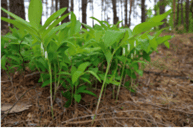 Picture of Solomon’s Seal
