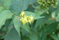 Picture of Southern Bush Honeysuckle