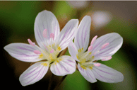 Picture of Spring Beauty