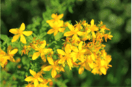 Picture of St. Johnswort