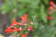 Picture of Standing Cypress