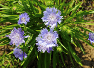 Picture of Stokes Aster