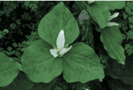 Picture of Trillium, Wakerobin